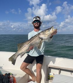 Trophy Snook in Sarasota FL