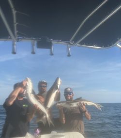 Four bonnethead sharks caught during fishing tour in FL