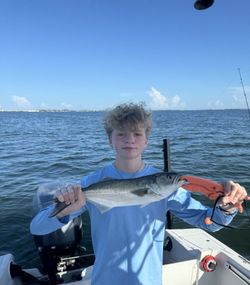 Bluefish caught during fishing tour in Bradenton