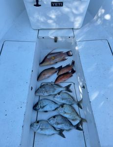 8 scup fish in Bradenton during a fishing tour