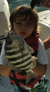 Sheepshead fish caught while fishing in FL