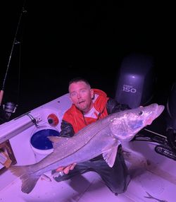 Snook fish caught during fishing tours in Bradenton