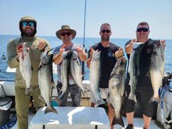 7 Great Barracuda and Bluefish, 21-inch fishing in Ontario