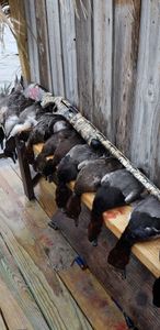 Good old Texas duck hunt 