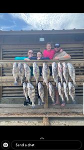 12 black drum fish caught in TX