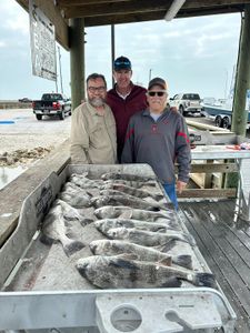 Photo of a black drum fish caught in Corpus Christi