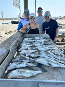 5 black drum fish caught in Corpus Christi