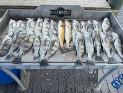 10 black drum fish caught while fishing in TX