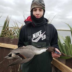 First Pintail