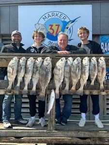 Eleven black drum and spotted weakfish caught in TX