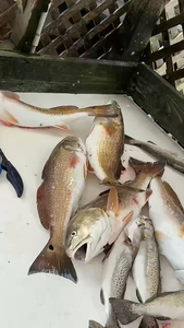 Crushed it with light tackle drift fishing for the redfish!