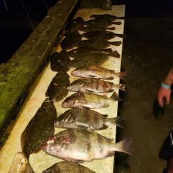 Six sheepshead fish caught in Corpus Christi