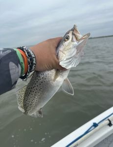 Spotted Weakfish caught in TX