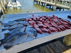 Impressive mix of Triggerfish and Vermilions!