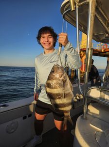 Chunky Sheepshead at the rig!