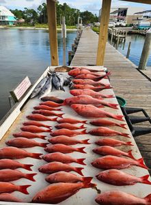 Fort Morgan Red Snapper Time