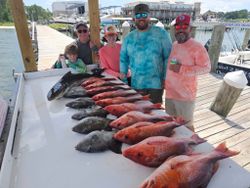 Four cobia fish caught while fishing in Alabama