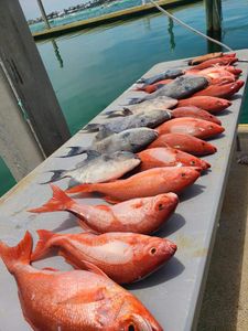 Four fish caught while fishing at Gulf Shores