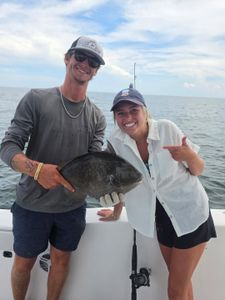 Grey triggerfish caught while fishing in Orange Beach Alabama