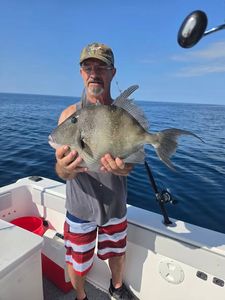 Grey triggerfish caught fishing in Orange Beach Alabama
