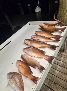 Fresh caught grey snapper lined up in cooler after Gulf Shores AL fishing trip