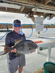 Grey triggerfish caught while fishing in Gulf Shores AL