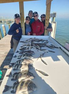 Fresh sheepshead catch displayed on fishing table at Gulf Shores AL dock