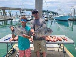 Two Grey Triggerfish, 20 inches each, caught while fishing in AL