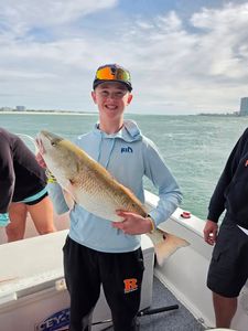 Redfish catch displayed on fishing boat in Orange Beach AL