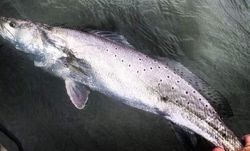 Fishing in Galveston Spotted Sea Trout Book Now!