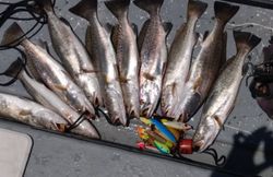Spotted Weakfish caught in Texas City fishing outing