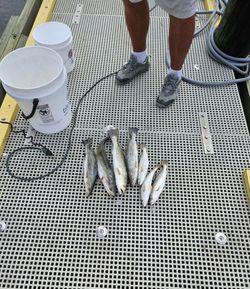 Fishermen enjoy great fishing adventure in MS