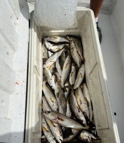 6 fish caught fishing in MS
