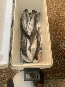 Two fishermen with their catch in Pass Christian