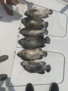 6 tripletail fish caught in MS
