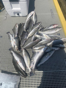Seven spotted weakfish caught during fishing in Pass Christian