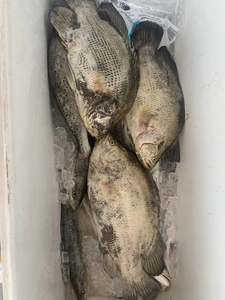 Three tripletail fish caught in MS