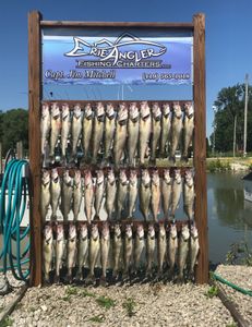 Lake Erie Walleye Fishing Charters