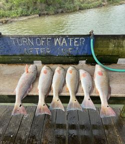 Captivating catch from Port Isabel waters