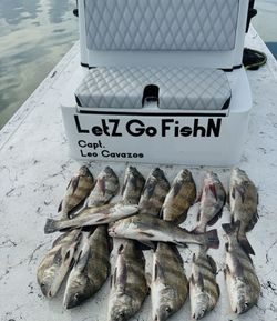 11 black drum, redfish, and black drum fish caught in Port Isabel