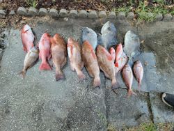 6 fish caught during fishing trip in Callaway