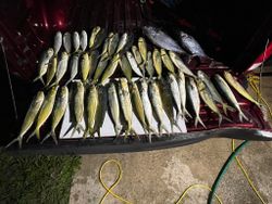 11 blue runner, bluefish, mahi mahi, and cero mackerel fish caught in Florida