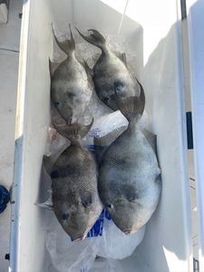 4 grey triggerfish caught in Callaway