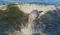 Fishing tour in FL