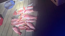 5 fish caught during a fishing tour in FL