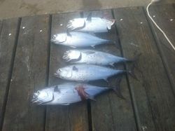 Three fish caught while fishing in FL