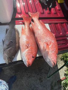 3 fish caught in FL