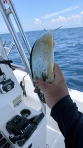 Beautiful South Florida mahi mahi ready for the cooler!