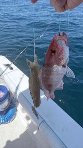 Fresh South Florida red snapper on the lines!