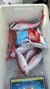 Fresh South Florida red snapper on ice!